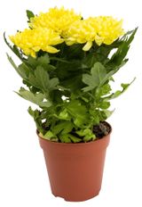Изображение товара Живое растение Хризантема Юник в ассортименте в горшке d 13 h 30 см, 1 шт