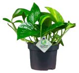 Изображение товара Живое растение лиана Эпипремнум (Сциндапсус) в кашпо d 15 h 20 см, 1 шт