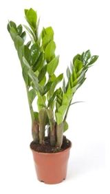 Изображение товара Живое растение Замиокулькас в горшке d 12 h 35 см, 1 шт