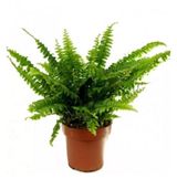 Изображение товара Живое растение папоротник Нефролепис микс зеленый в горшке d 12 h 30 см, 1 шт