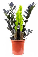 Изображение товара Живое растение Замиокулькас Рэйвен (Долларовое дерево) черный в горшке, d 14 h 45 см