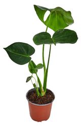 Изображение товара Живое растение Лиана Монстера Делициоза Tauers зеленая в горшке d 12 h 25 см, 1 шт