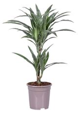 Изображение товара Живое растение Драцена Варнека дерево в горшке d 17 h 75 см, 1 шт