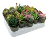 Изображение товара Живое растение Кактус микс в ассортименте в горшке d 10 h 20 см, 1 шт