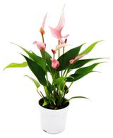 Изображение товара Живое растение Антуриум Лили в горшке d 7 h 20 см, 1 шт
