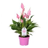 Изображение товара Живое растение Антуриум Лили в горшке d 9 h 30 см, 1 шт