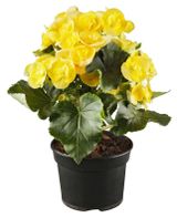 Изображение товара Живое растение Бегония Элатиор в ассортименте в горшке d 12 h 35 см, 1 шт