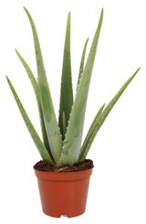 Изображение товара Живое растение суккулент Алоэ Вера в горшке d 12 h 25 см, 1 шт
