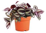 Изображение товара Живое растение Традесканция Зебрина ампельная двухцветная в ассортименте в горшке d 15 h 20 см, 1 шт