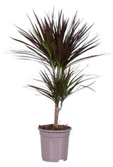 Изображение товара Живое растение Драцена Маргината Грин 2 ствола дерево в горшке d 17 h 70 см, 1 шт