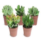 Изображение товара Живое растение суккулент Крассула (Толстянка) микс в ассортименте в горшке d 12 h 15 см, 1 шт
