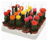 Изображение товара Живое растение Кактус Гимнокалициум микс в ассортименте в горшке d 5,5 h 15 см, 1 шт