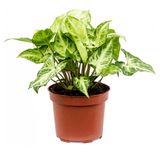 Изображение товара Живое растение лиана Сингониум Пикси зелено-белый цветы в горшке d 12 h 30 см, 1 шт