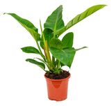 Изображение товара Живое растение лиана Филодендрон Империал грин в горшке d 12 h 25 см, 1 шт