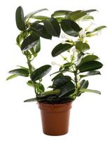 Изображение товара Живое растение цветущая лиана Стефанотис Флорибунда белый с ароматом в горшке d 12 h 45 см, 1 шт