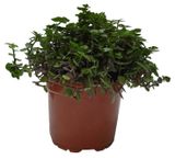 Изображение товара Живое растение Каллизия ползучая в кашпо d 15 h 25 см, 1 шт