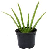 Изображение товара Живое растение суккулент Алоэ Vera в горшке d 9 h 18 см, 1 шт