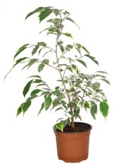 Изображение товара Живое растение Фикус Бенджамина Голден зелено-желтый дерево в горшке d 12 h 25 см, 1 шт