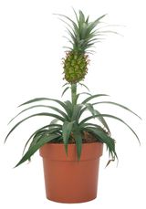 Изображение товара Живое растение Бромелия Ананас Ми Амиго в горшке d 12 h 40 см, 1 шт