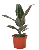 Изображение товара Фикус Эластика дерево в ассортименте в горшке d 12 h 40 см, 1 шт