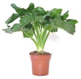 Изображение товара Живое растение лиана Филодендрон Атом в горшке d 15 h 40 см, 1 шт