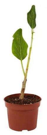 Изображение товара Живое растение Фикус Бенгальский зеленый дерево в горшке d 13 h 25-30 см, 1 шт