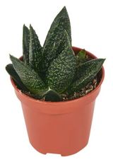 Изображение товара Живое растение суккулент Гастерия Минор в горшке d 5 h 10 см, 1 шт