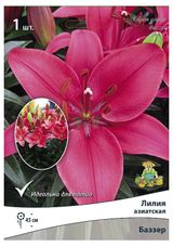 Изображение товара Лилия «Поиск» Патио, 1 шт