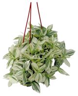 Изображение товара Живое растение Традесканция Белоцветковая зелено-белая в подвесном горшке d 15 h 30 см, 1 шт