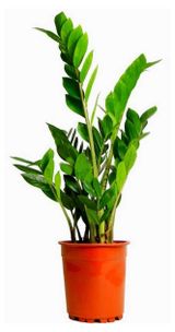 Изображение товара Живое растение Замиокулькас (Долларовое дерево) крупномер зеленый в горшке, d 17 h 50-60 см