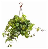 Изображение товара Живое растение Роициссус в кашпо d 15 h 25 см, 1 шт