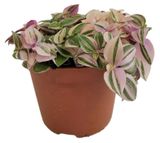 Изображение товара Живое растение Традесканция Приречная ампельная в ассортименте в горшке d 15 h 35 см, 1 шт