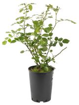 Изображение товара Саженцы цветущих кустарников Роза Байкал живая английская садовая плетистая PlantMarket красная в горшке С4, 1 шт