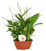 Изображение товара Живое растение Спатифиллум белый в горшке d 17 h 35 см, 1 шт