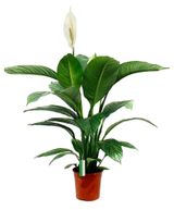 Изображение товара Живое растение Спатифиллум Свит Чико бело-зеленый в горшке d 13 h 50 см, 1 шт