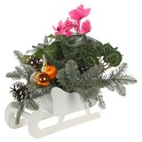 Изображение товара Живое растение композиция Цикламен в санках с еловыми ветками и шариками в ассортименте d 12 h 15 см, 1 шт