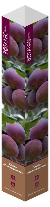 Изображение товара Саженцы «Флора групп» Слива Болховчанка C1, 1 шт