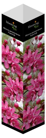 Изображение товара Саженцы «Флора групп» Яблоня декоративныя Рудолф C1, 1 шт