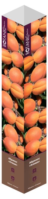 Изображение товара Саженцы «Флора групп» Абрикос Алеша C1, 1 шт