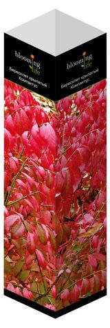 Изображение товара Саженцы «Флора групп» Бересклет крылатый Компактус C1, 1 шт