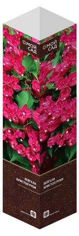 Изображение товара Саженцы «Флора групп» Вейгела  Бристол Руби C1, 1 шт