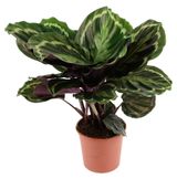 Изображение товара Живое растение Калатея в ассортименте в горшке d 10,5 см, 1 шт