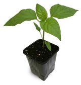 Изображение товара Рассада овощей «Тепличный комбинат» Перец, d 10 см