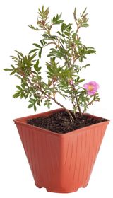 Изображение товара Саженцы цветущих кустарников Роза живая садовая в ассортименте в горшке, С2