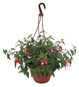 Изображение товара Рассада цветов Фуксия «ЕТК» смесь в подвесном кашпо, d 21 см