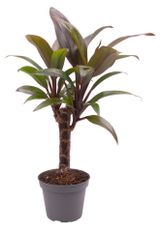 Изображение товара Живое растение Кордилина в горшке d 10 h 40, 1 шт