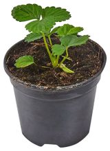 Изображение товара Рассада ягод «ИП Хаустов Б.И.» Земляника живая садовая Богема в горшке, Р8