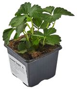 Изображение товара Рассада ягод «ИП Хаустов Б.И.» Земляника живая садовая Белруби в горшке, Р8