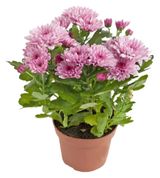Изображение товара Живое растение Хризантема в ассортименте в горшке d 20 см, 1 шт