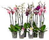 Изображение товара Живое растение Орхидея Фаленопсис 3 стебля в ассортименте в горшке d 12 h 50 см, 1 шт